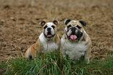 BULLDOG ANGLAIS 215